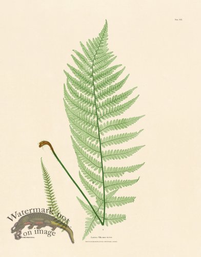 (image for) Bradbury Fern 13