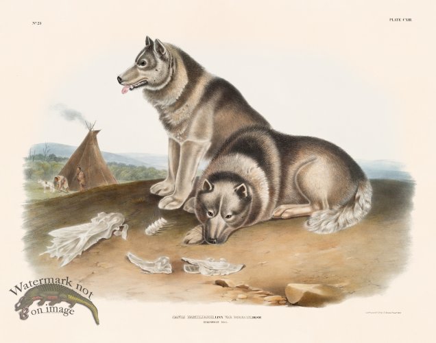 113 Esquimaux Dog