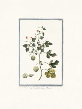 Bonelli 070 Wild gourd