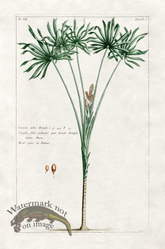 (image for) Buchoz Palm 16