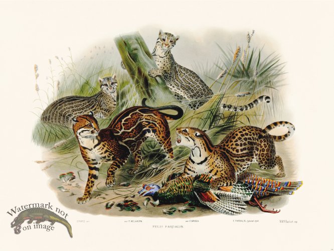 Elliot Cat 18 the Cat of the Pardalis