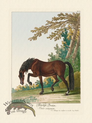 Ridingers Horses 10