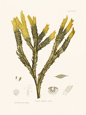 Bradbury Seaweed 138