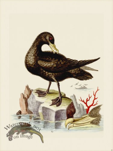 (image for) Edwards 089 Great Black Peteril