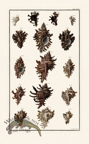 (image for) Seba B2 077