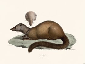 Cuvier 220 The Pekan