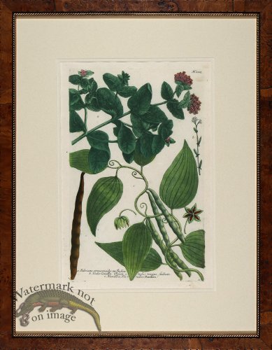 (image for) Weinmann Burl with Gold DM 09