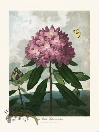 (image for) 26 Pontic Rhododendrun