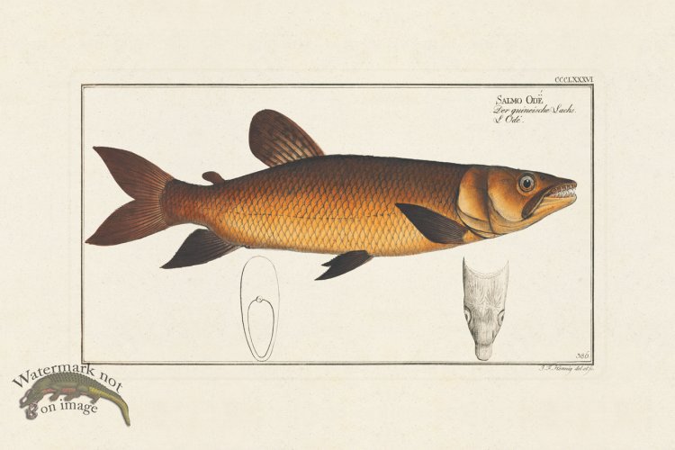 (image for) BLOCH FISH 386