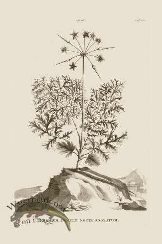 (image for) Abraham Munting 166