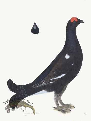 (image for) Rudbeck 019 BLACK GROUSE 18x24