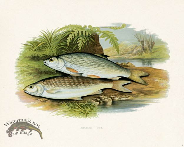 (image for) British FW 10