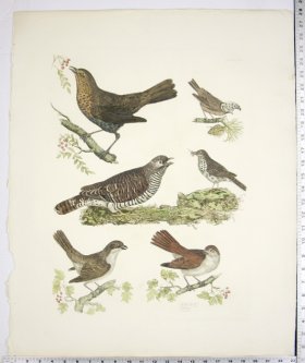 Shrike-M/F; Cuckoo; Blackbird; Crested Titmouse