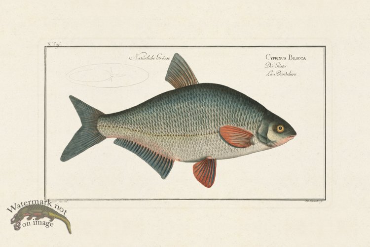 (image for) Bloch Fish 010