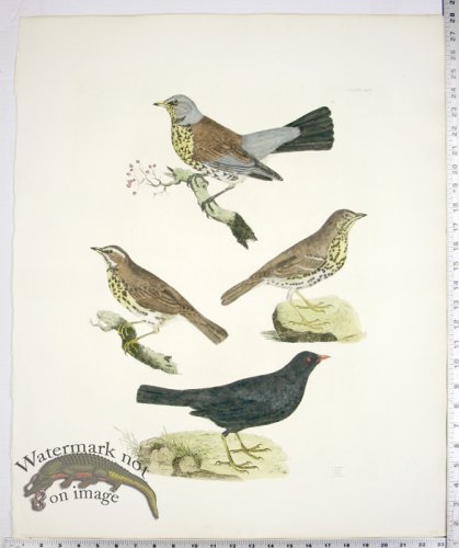 (image for) Fieldfare; Thrush; Redwing; Blackbird