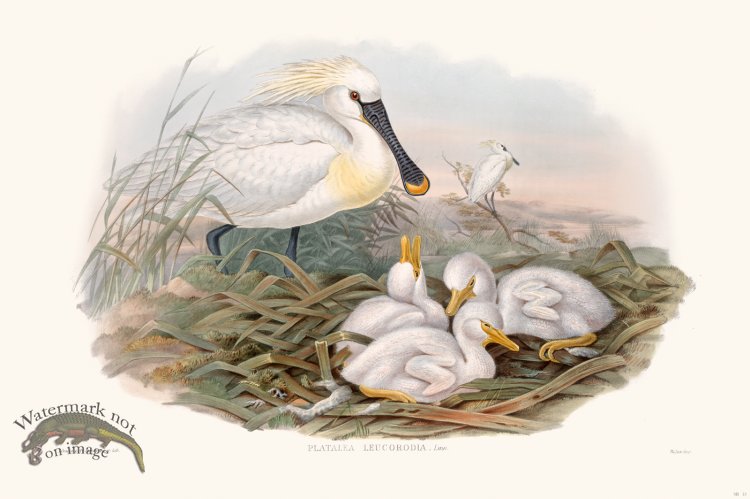 (image for) Gould Shore Bird 015