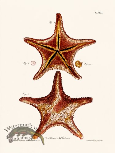 (image for) Knorr Sealife 28