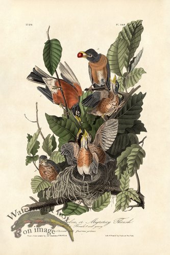 (image for) American Robin