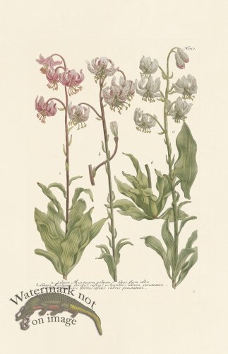 (image for) Weinmann PL 657