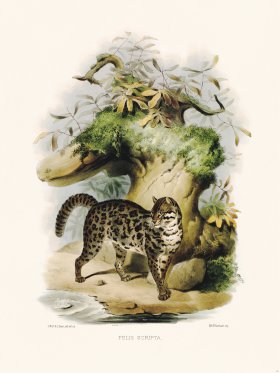 Elliot Cat 24 Written Button