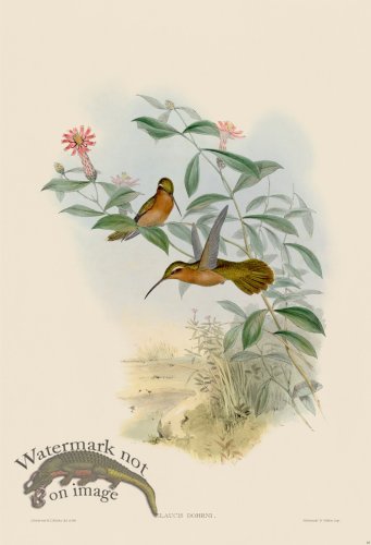 (image for) Gould Hummingbird 010