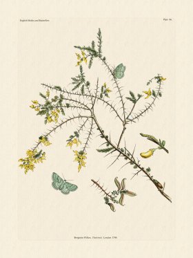 Wilkes Butterflies 086