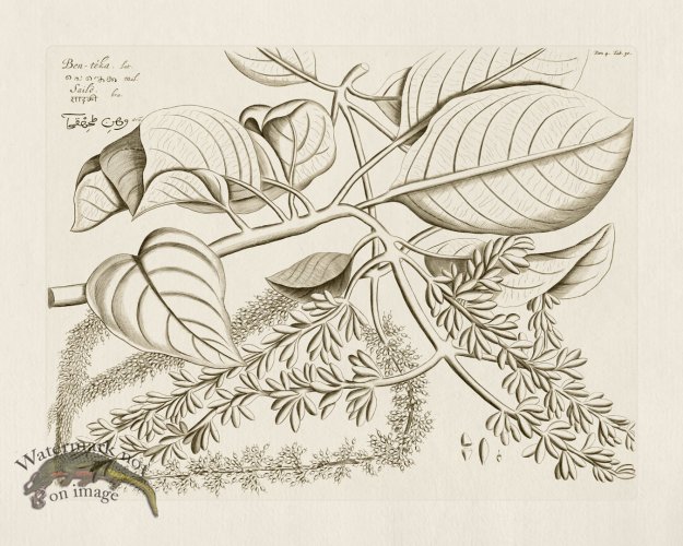 (image for) HORTUS VOL 04 30