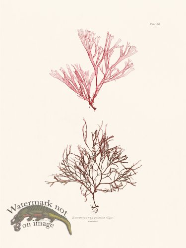 (image for) Bradbury Seaweed 061
