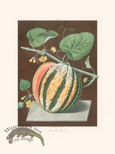 Brookshaw Fruit 10
