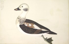 (image for) 256 Swedish Birds . Anas Varia Minor, Male