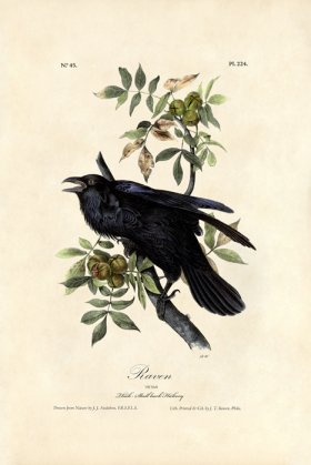 (image for) Raven