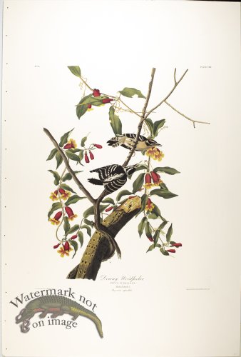 (image for) Downy Woodpecker