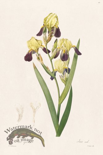 (image for) Les Liliacees Redoute 365