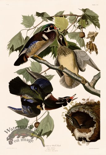 (image for) 206 Summer of Wood Duck UC