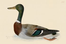 Rudbeck CFA 249 Mallard