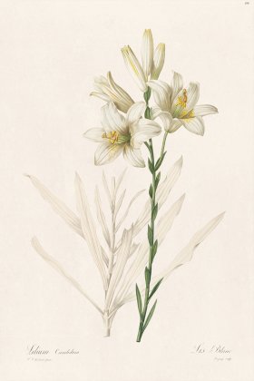 Les Liliacees Redoute 199