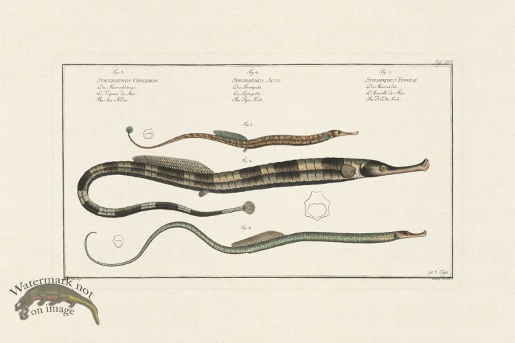 (image for) BLOCH FISH 091