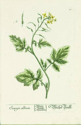 Blackwell German 103