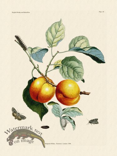 (image for) Wilkes Butterflies 087