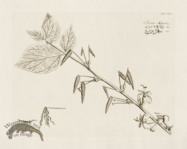 (image for) HORTUS VOl 06 30