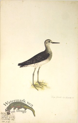 (image for) 198 Swedish Birds . Tringa Glarcola.The Wood Sandpiper