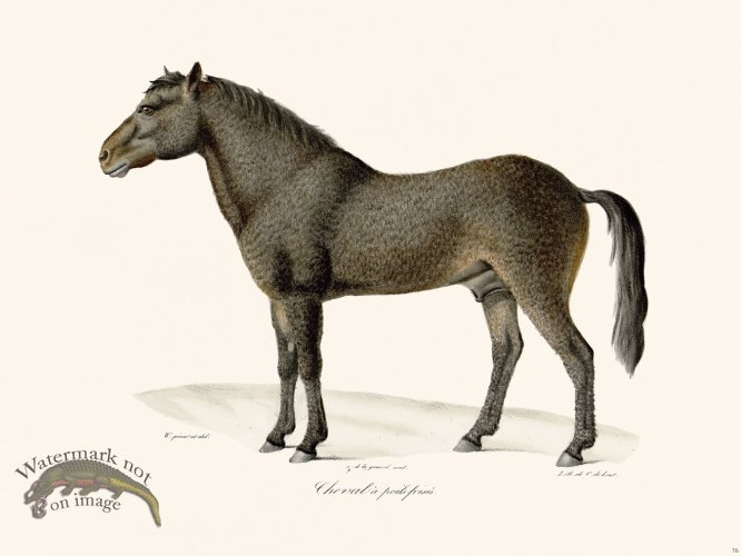 (image for) Cuvier 076 Friesian Horse