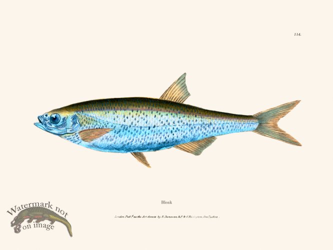 (image for) 114 Bleak