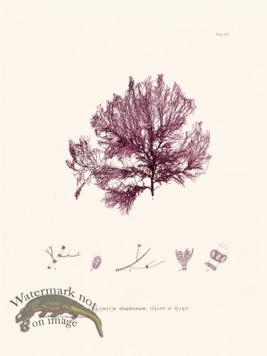 (image for) Bradbury Seaweed 102