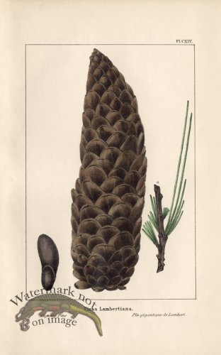 (image for) Gigantic Pine