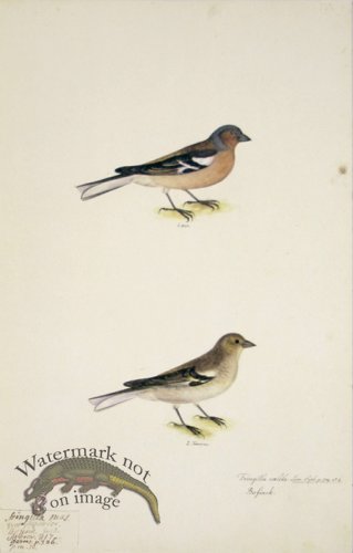 (image for) 70 Swedish Birds . Fringilla coelebs, Chaffinch, M.F
