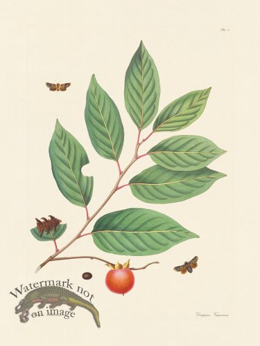 (image for) Abbot Butterfly 074