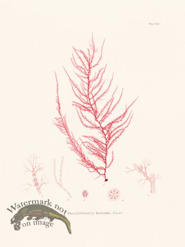 (image for) Bradbury Seaweed 025