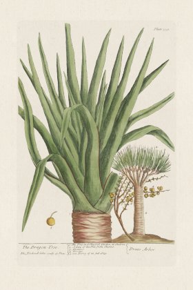 BEE 358 The Dragon-Tree