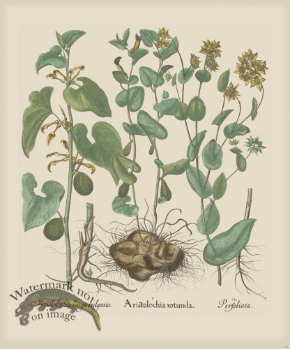 (image for) Besler 194 Colored B2